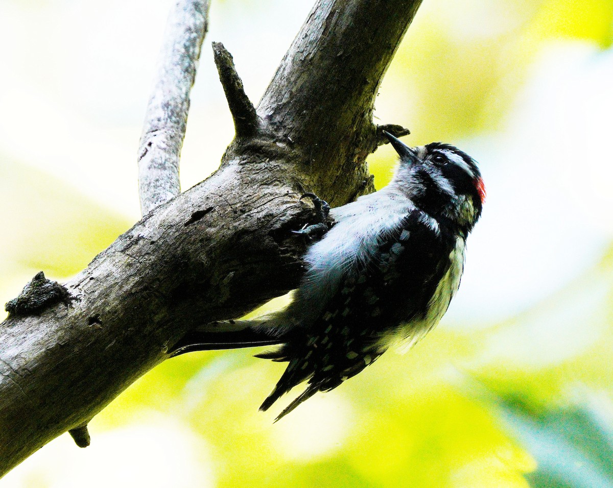 Hairy Woodpecker - ML620269837