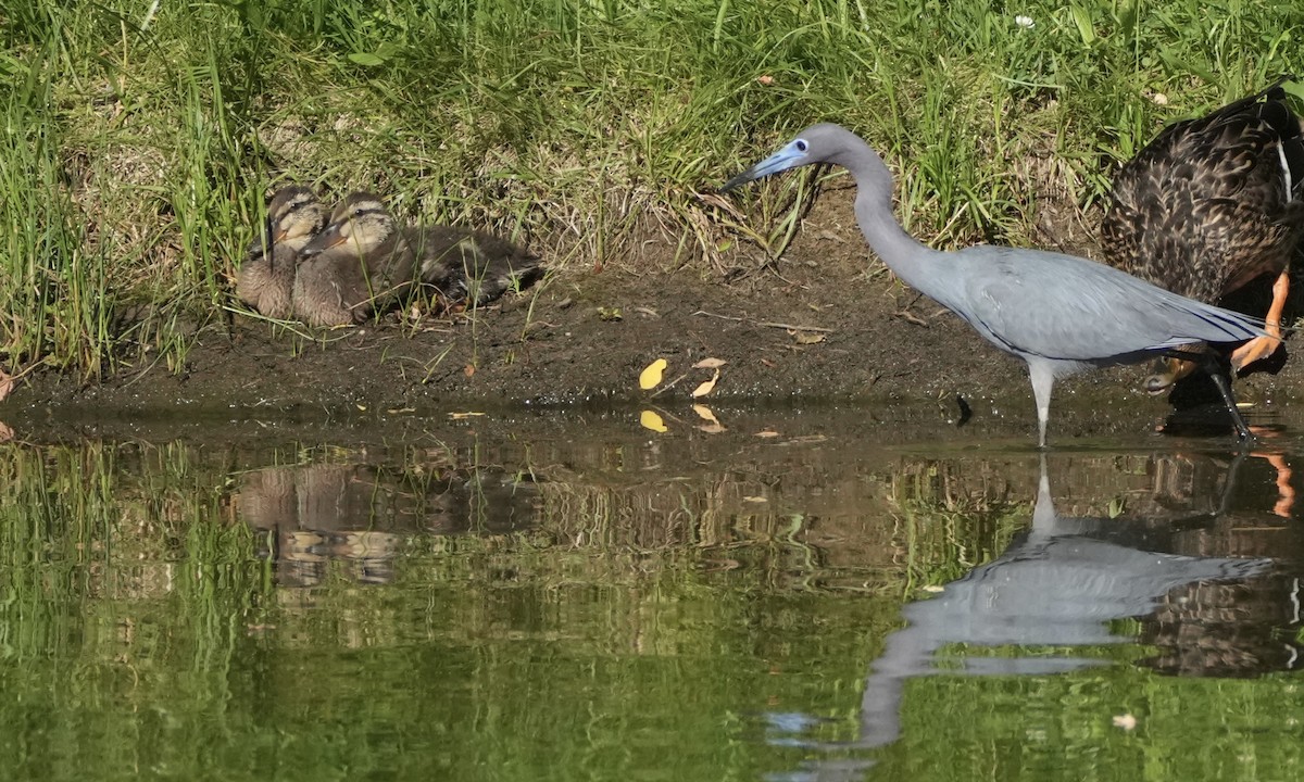 Little Blue Heron - ML620269838