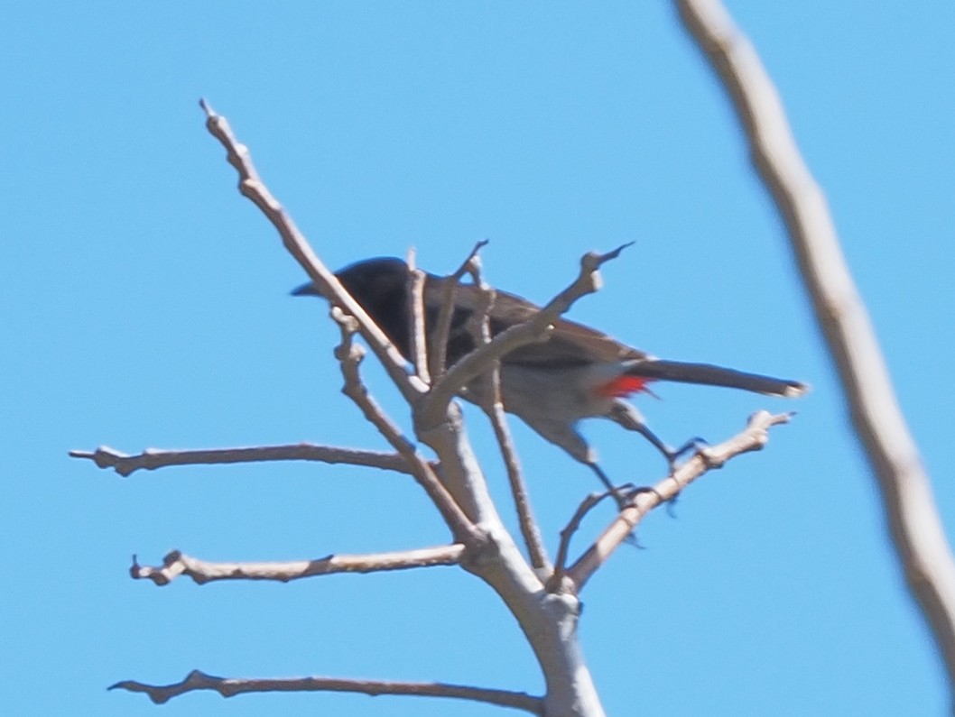 Red-vented Bulbul - ML620269839