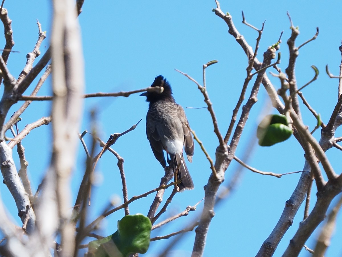 Red-vented Bulbul - ML620269840