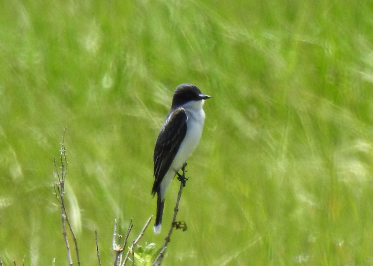 Eastern Kingbird - ML620269841