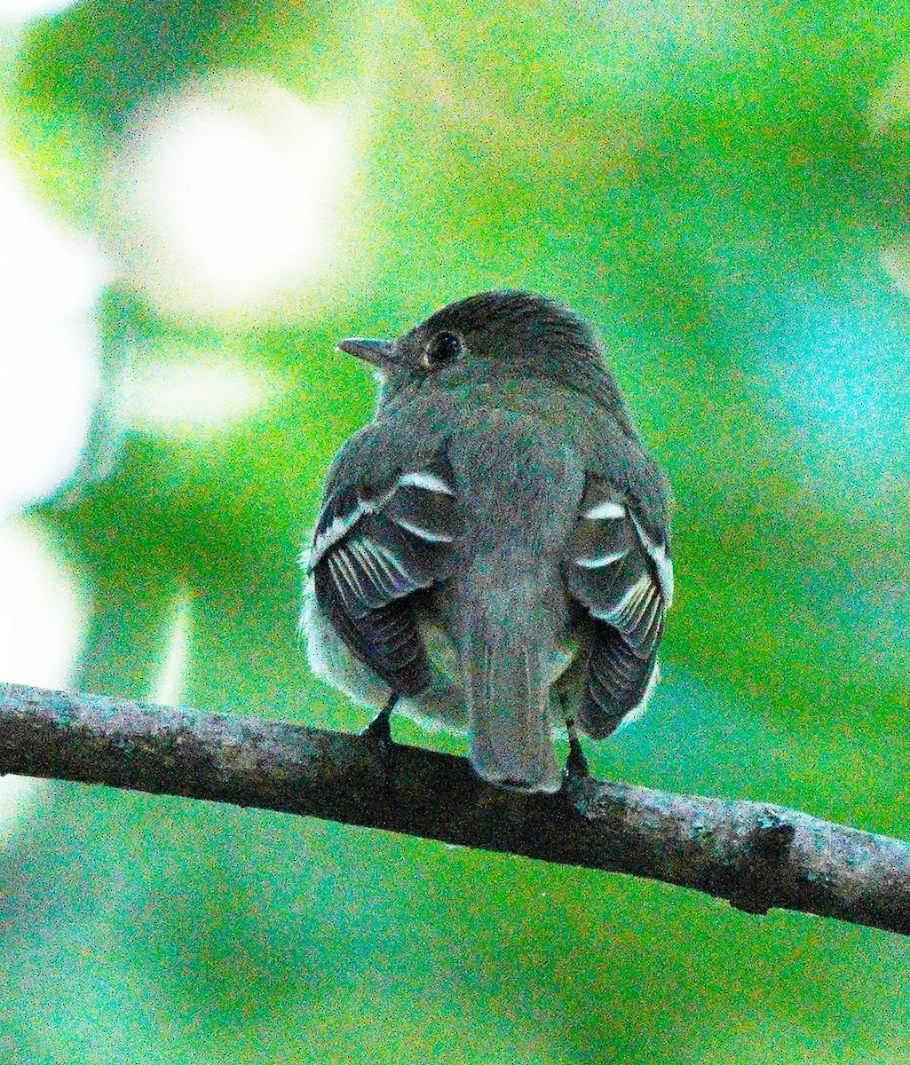 Acadian Flycatcher - ML620269846