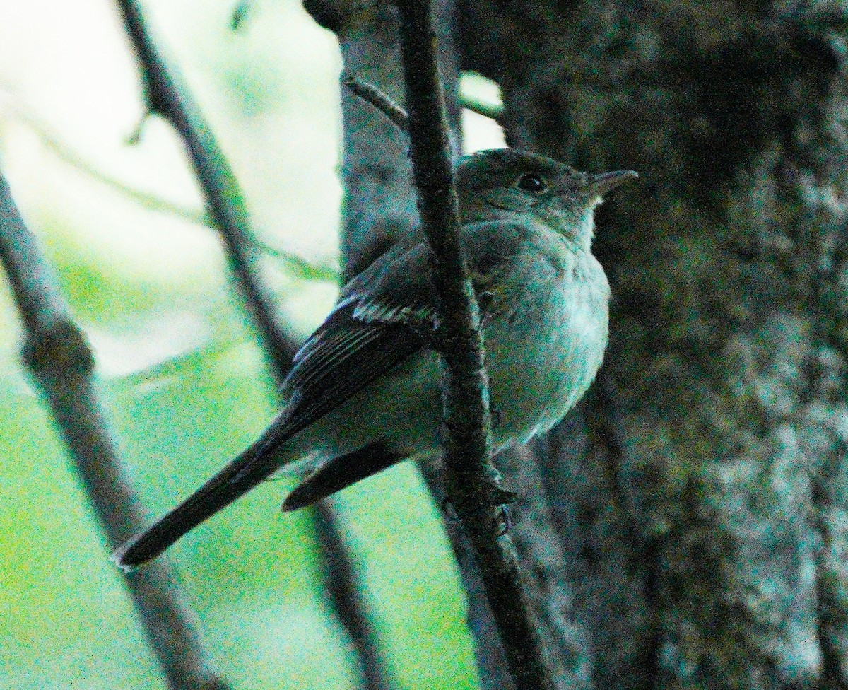 Acadian Flycatcher - ML620269847