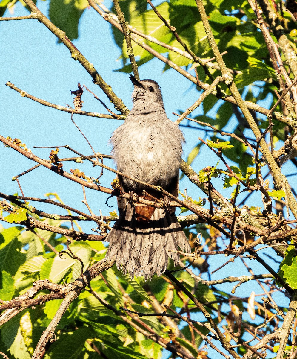 Gray Catbird - ML620269857