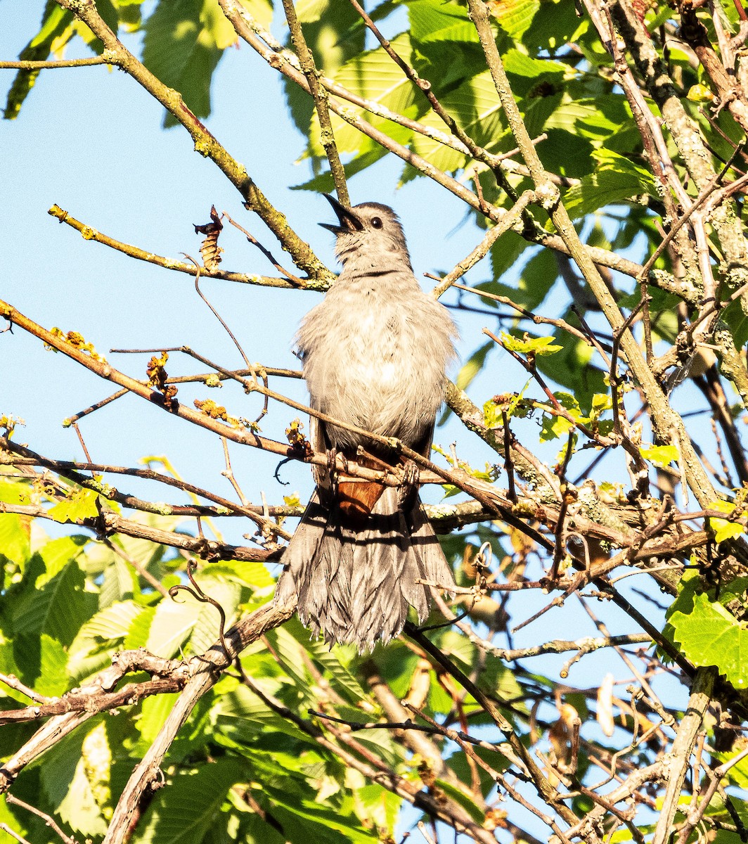 Gray Catbird - ML620269858