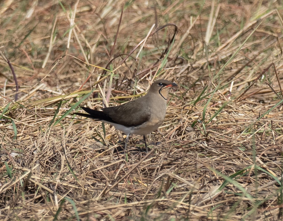 Rotflügel-Brachschwalbe - ML620269860