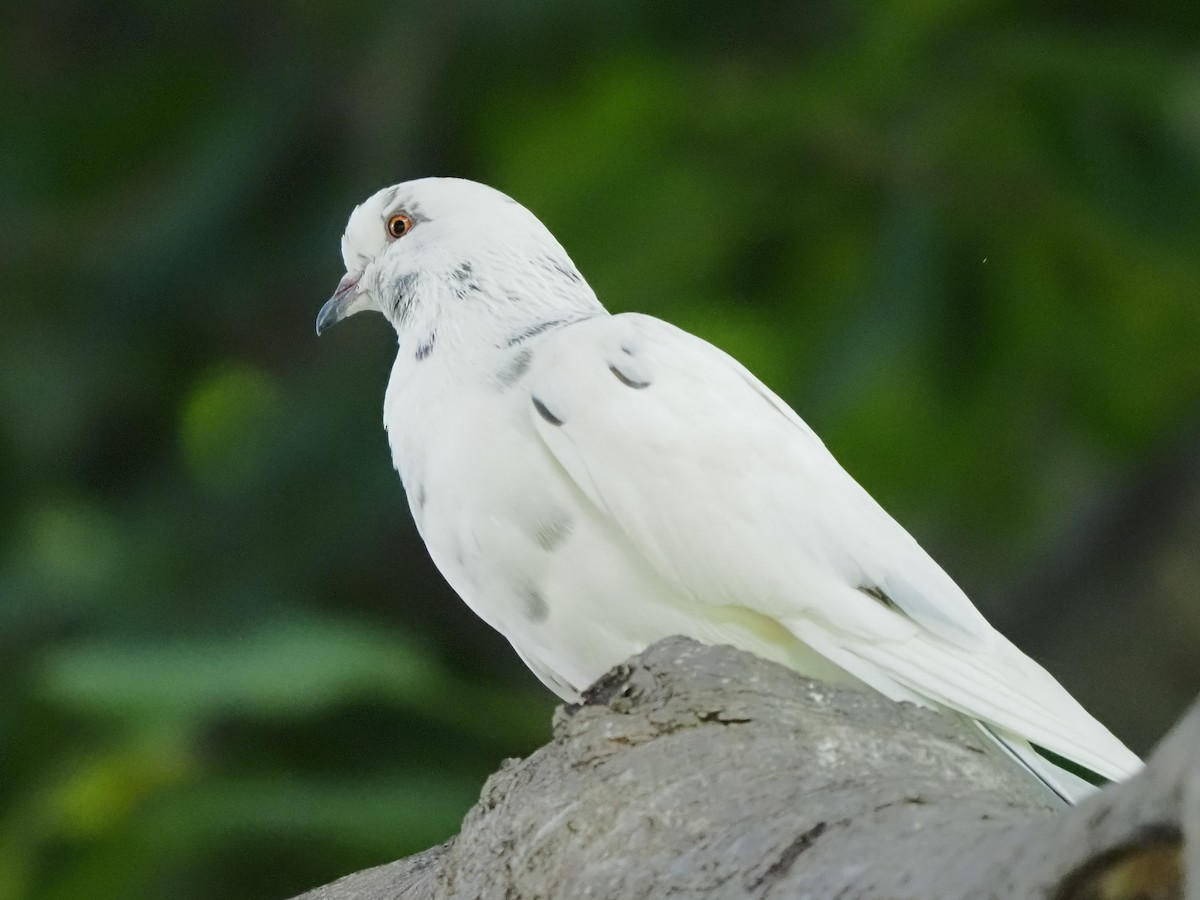 Rock Pigeon (Feral Pigeon) - ML620269867