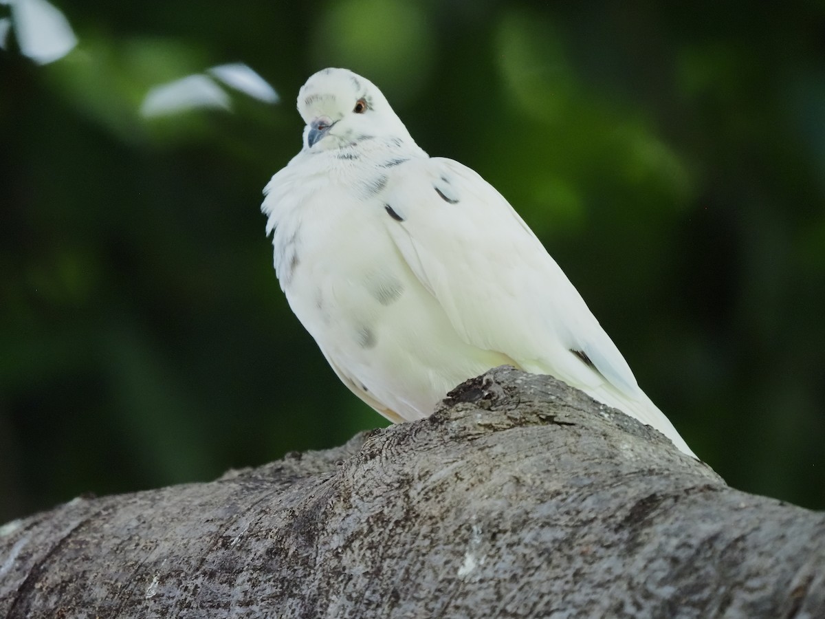 Rock Pigeon (Feral Pigeon) - ML620269868