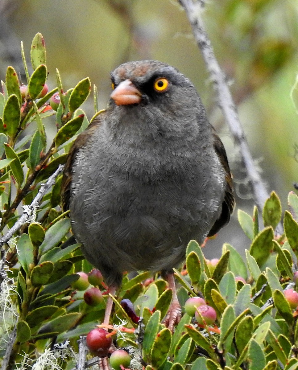 Junco de Los Volcanes - ML620269869