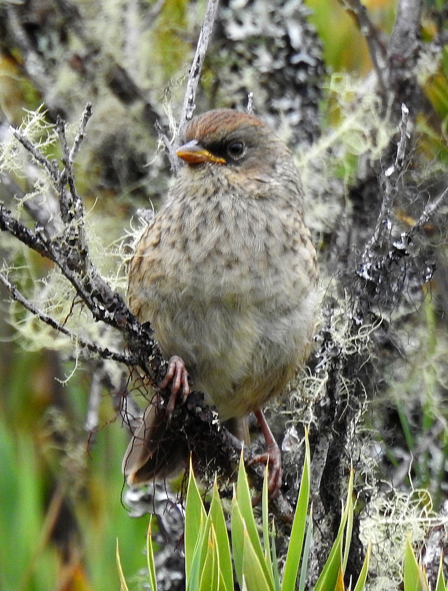 Junco des volcans - ML620269870