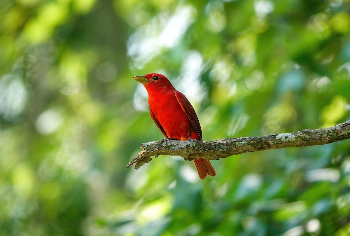 Summer Tanager - ML620269873