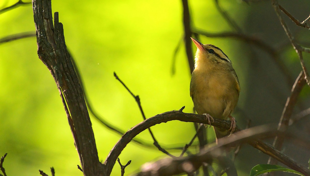 Worm-eating Warbler - ML620269884