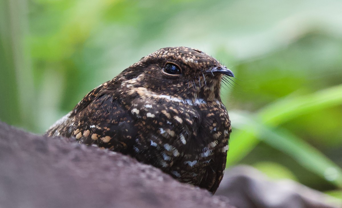 Blackish Nightjar - ML620269897