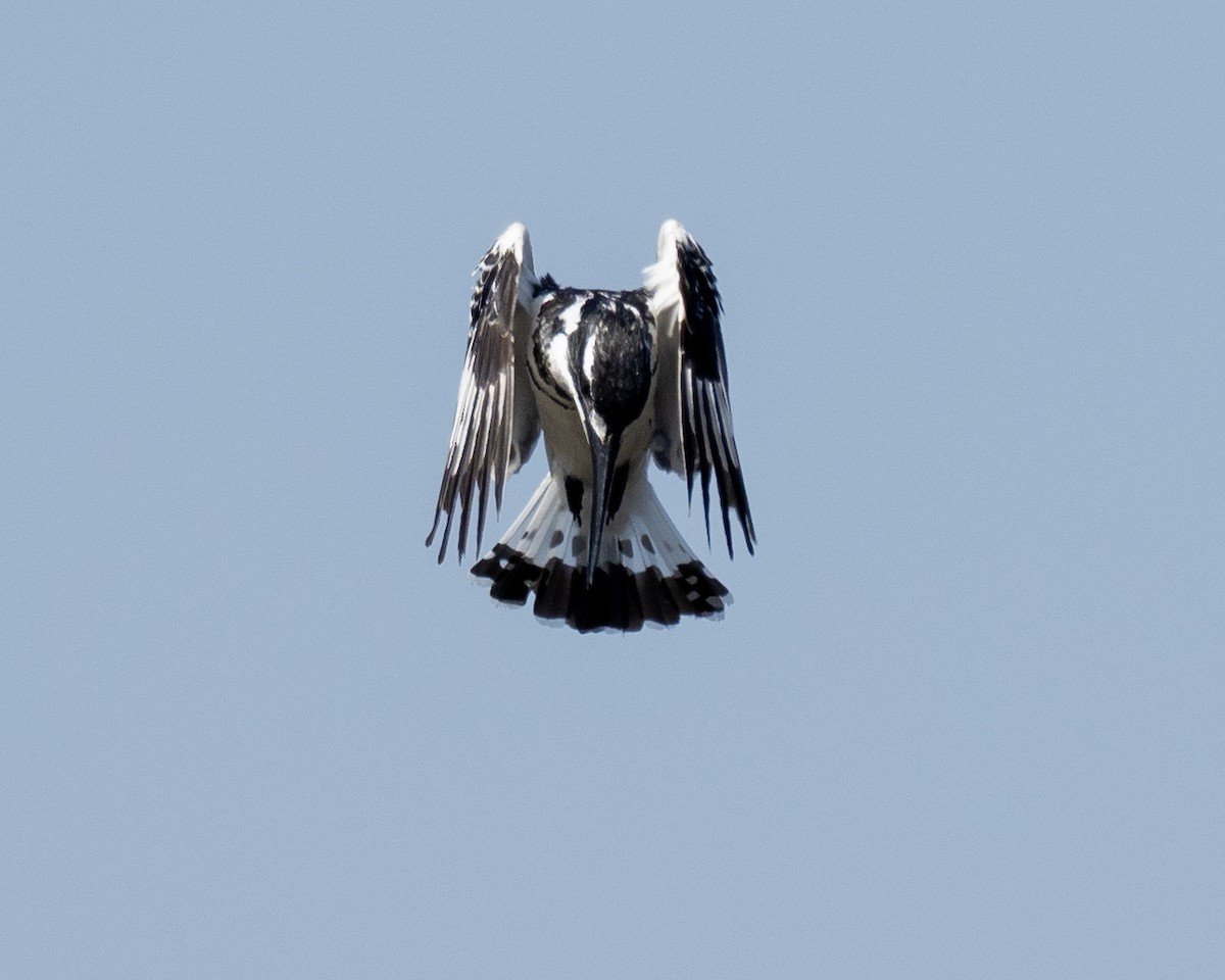 Pied Kingfisher - ML620269905