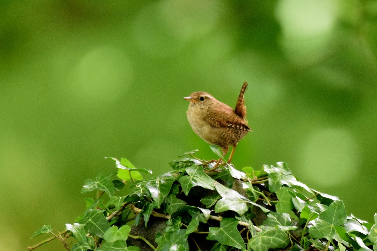 Eurasian Wren - ML620269909