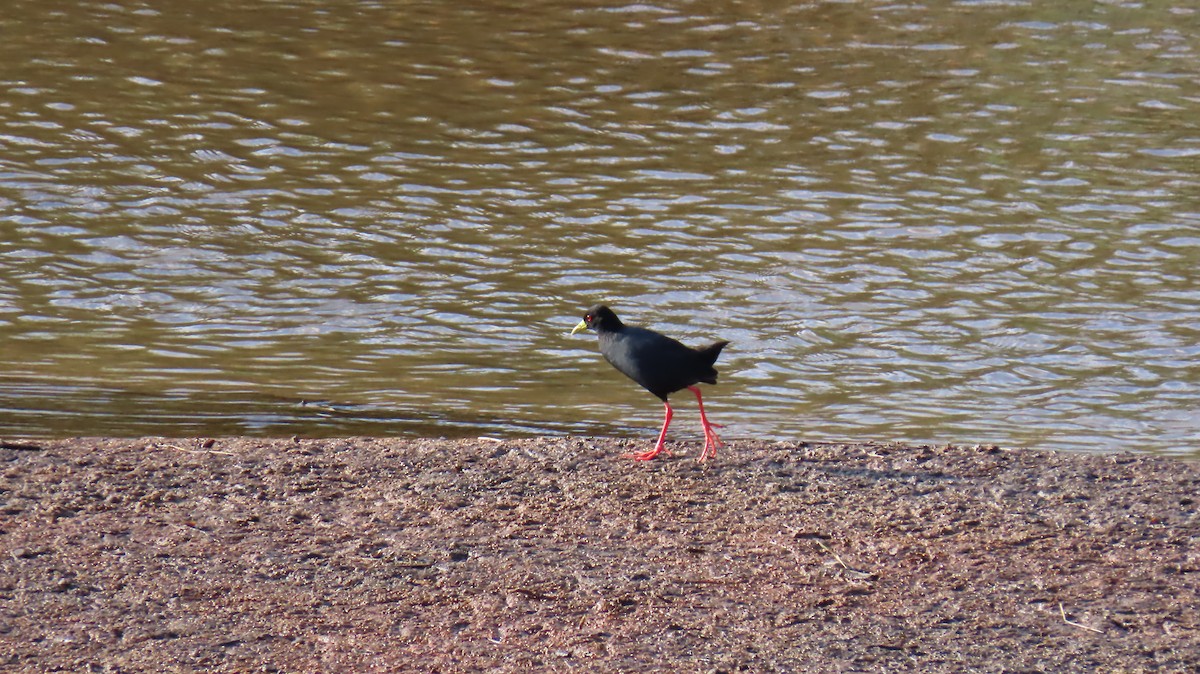 Polluela Negra Africana - ML620269910