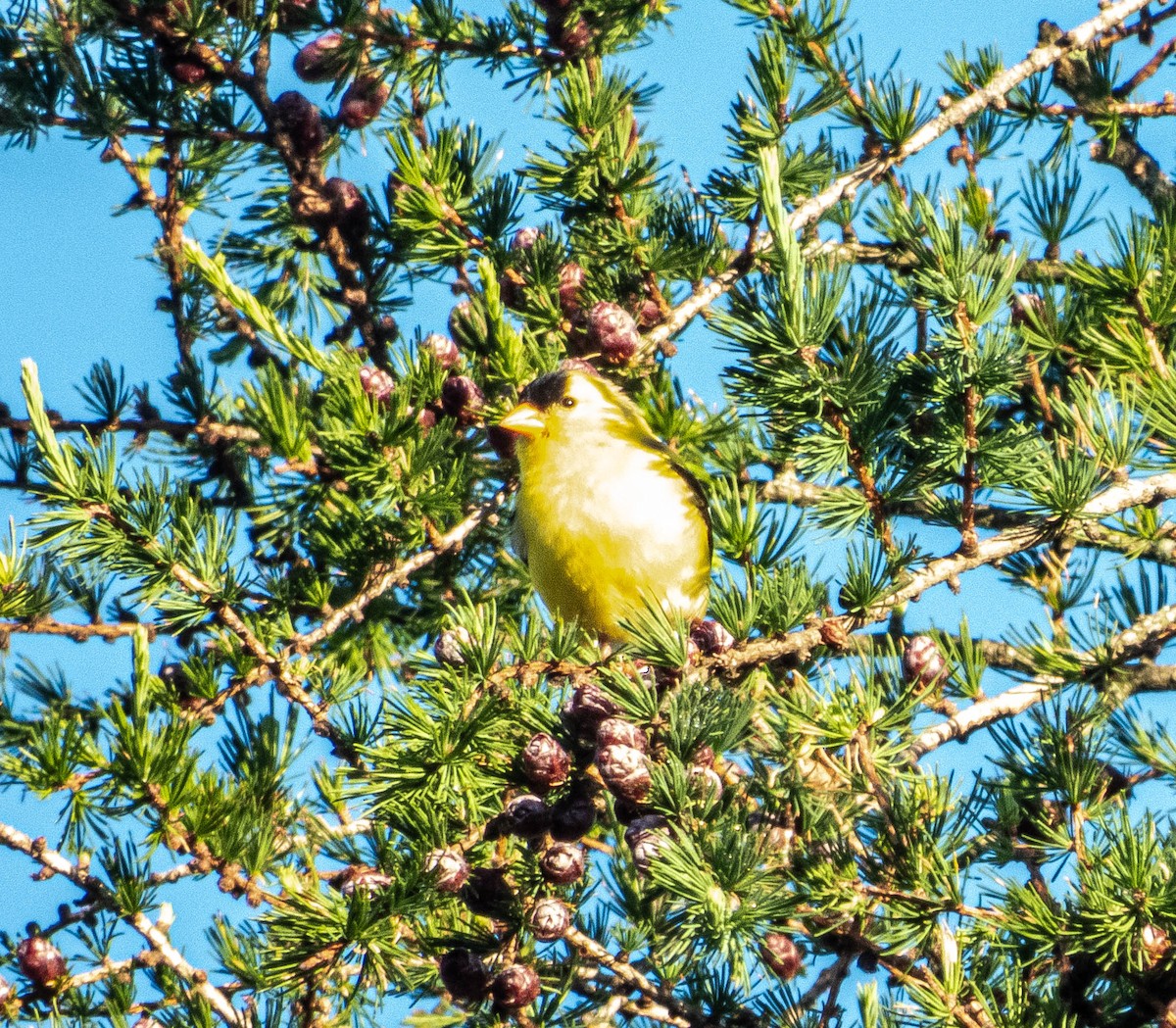 Chardonneret jaune - ML620269919