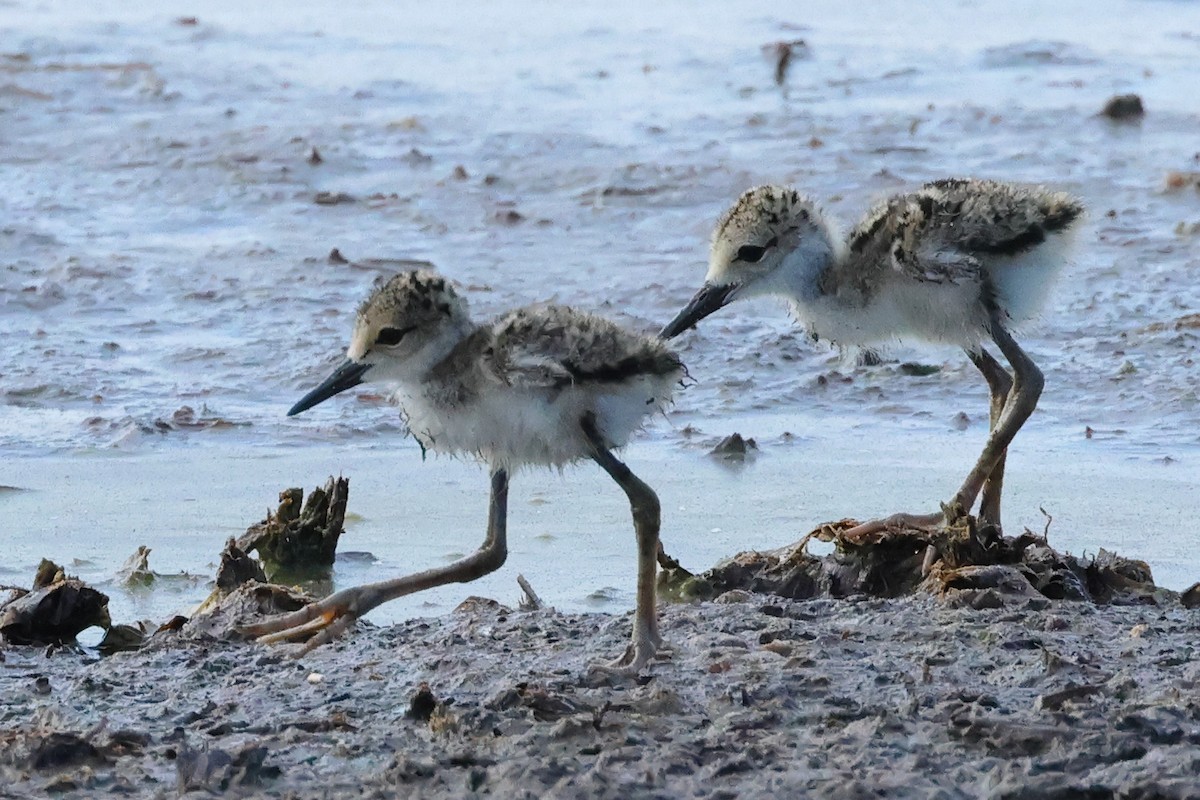 Black-necked Stilt - ML620269922