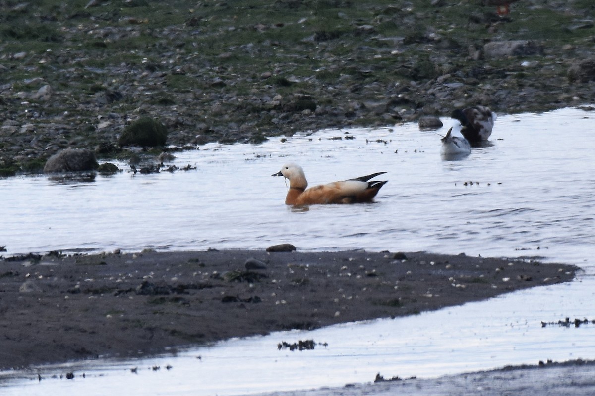 Ruddy Shelduck - ML620269924