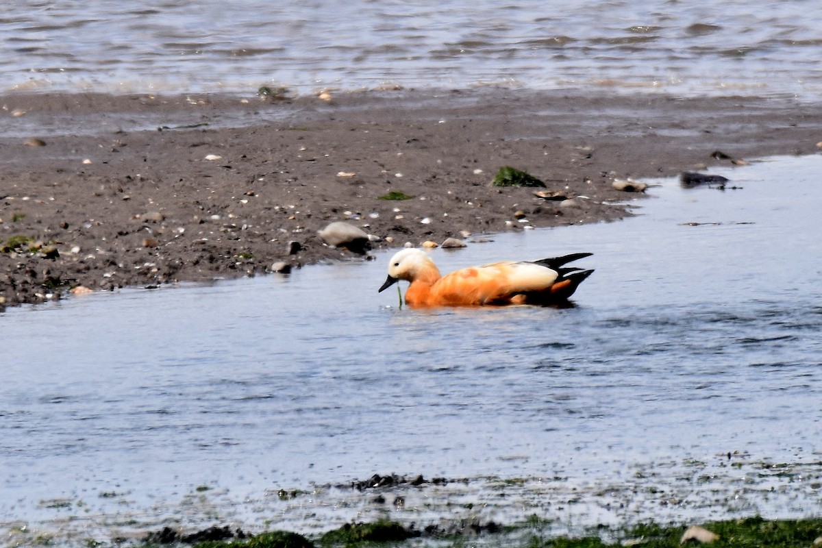 Ruddy Shelduck - ML620269925