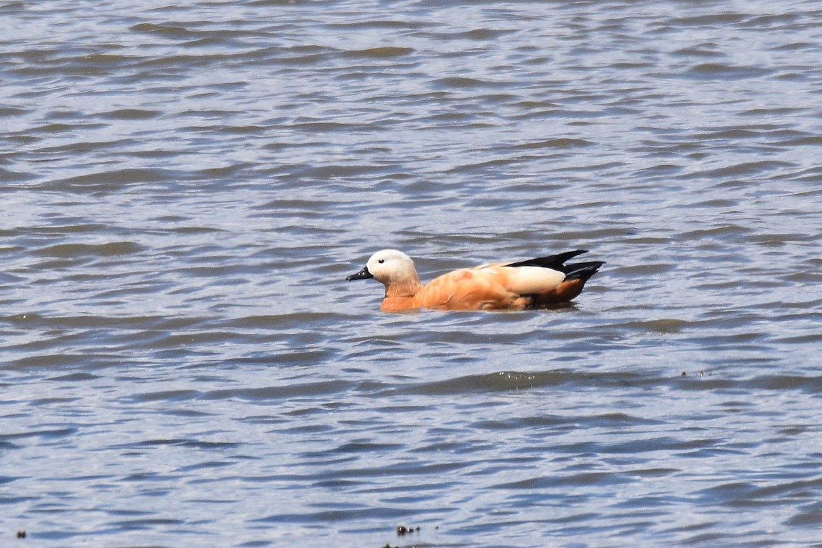 Ruddy Shelduck - ML620269926