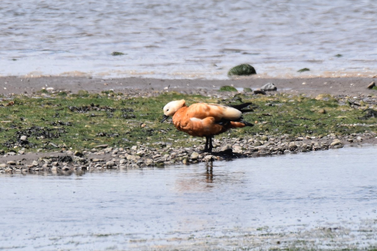 Ruddy Shelduck - ML620269934