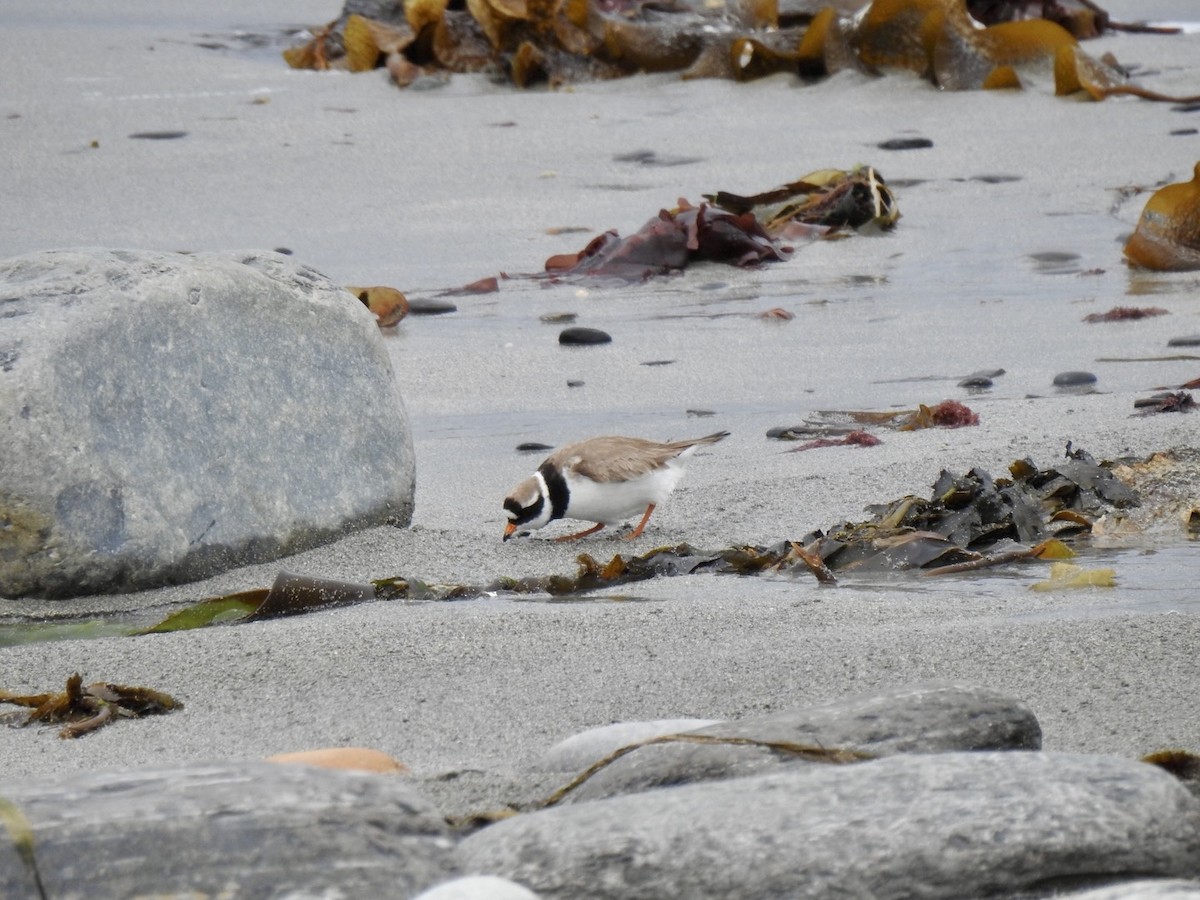 Common Ringed Plover - ML620269943