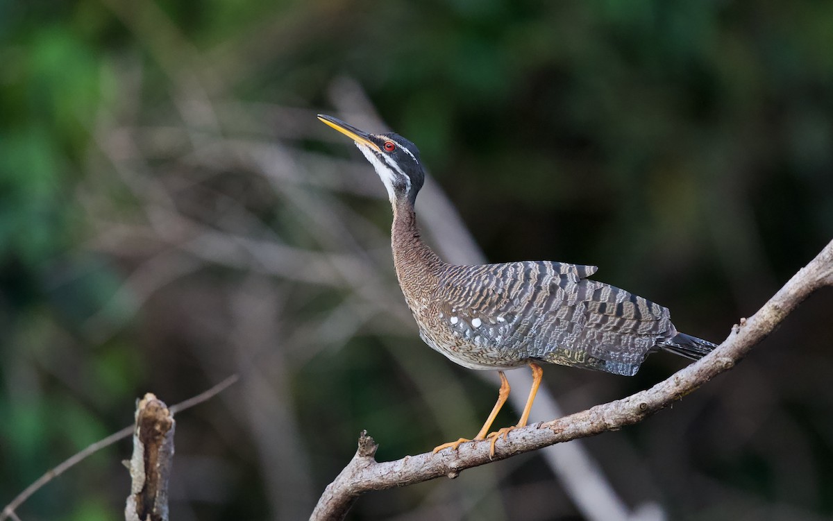 Sunbittern - ML620269944