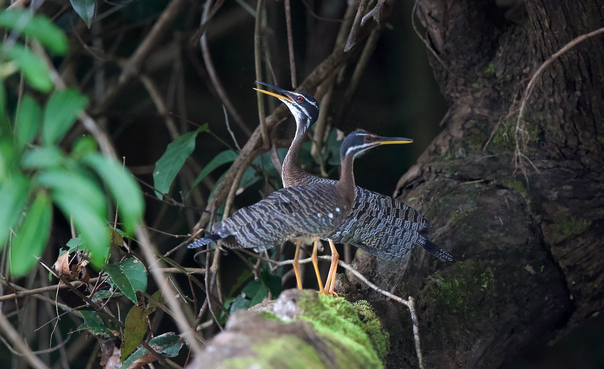 Sunbittern - ML620269945