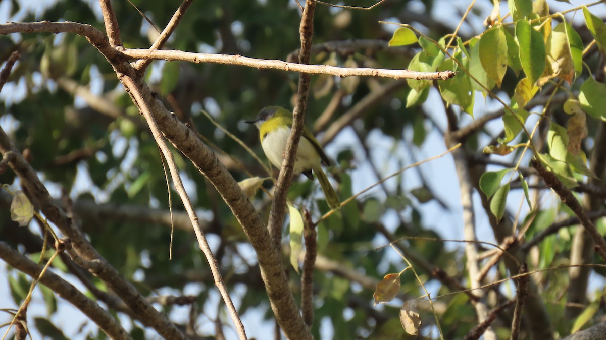 Apalis à gorge jaune (groupe flavida) - ML620269954