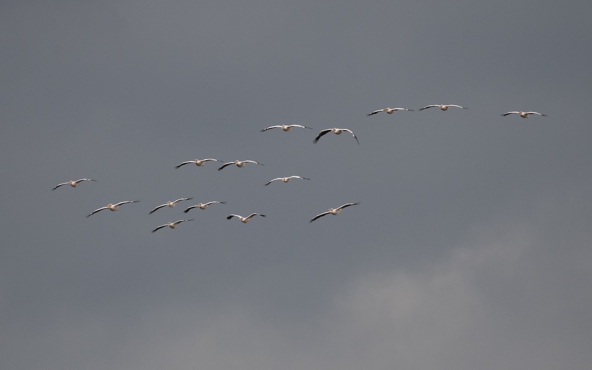 Great White Pelican - ML620269960