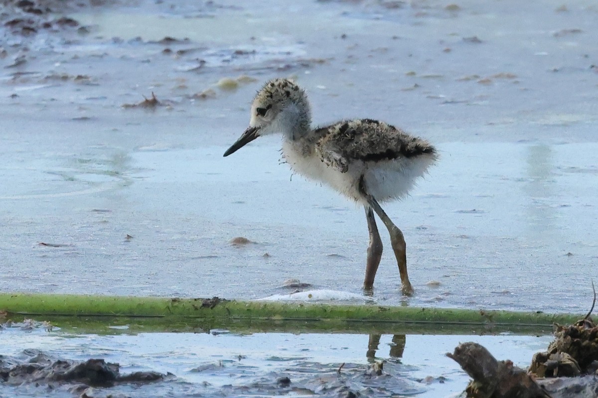 Black-necked Stilt - ML620269964