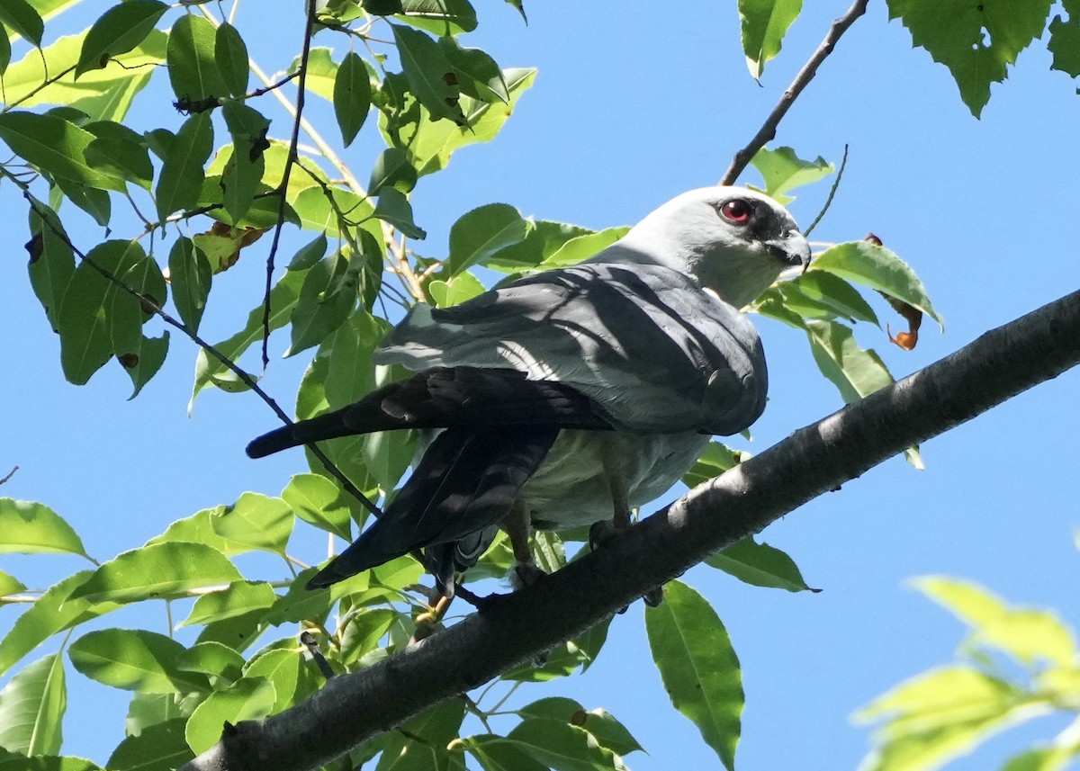 Mississippi Kite - ML620269967