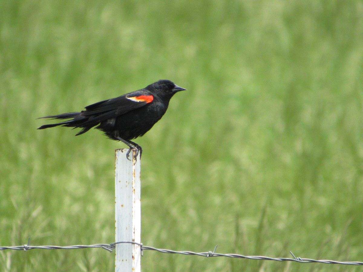 Red-winged Blackbird - ML620269968