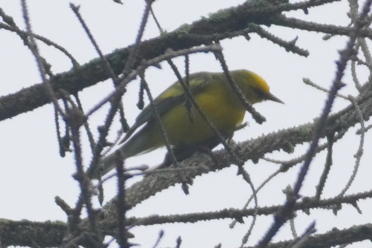 Golden-winged x Blue-winged Warbler (hybrid) - ML620269981