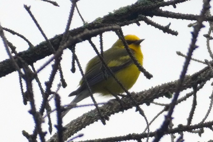 Golden-winged x Blue-winged Warbler (hybrid) - ML620269982