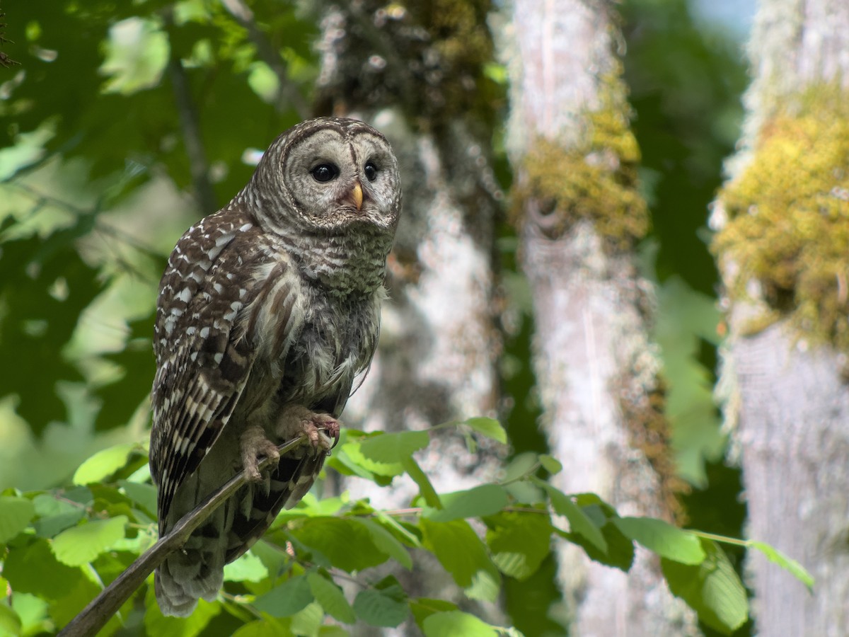 Barred Owl - Mattie Xoxo