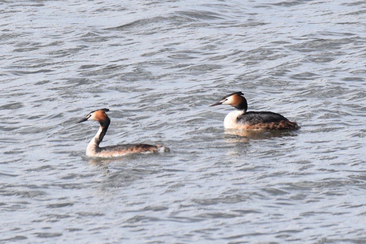 Great Crested Grebe - ML620269996
