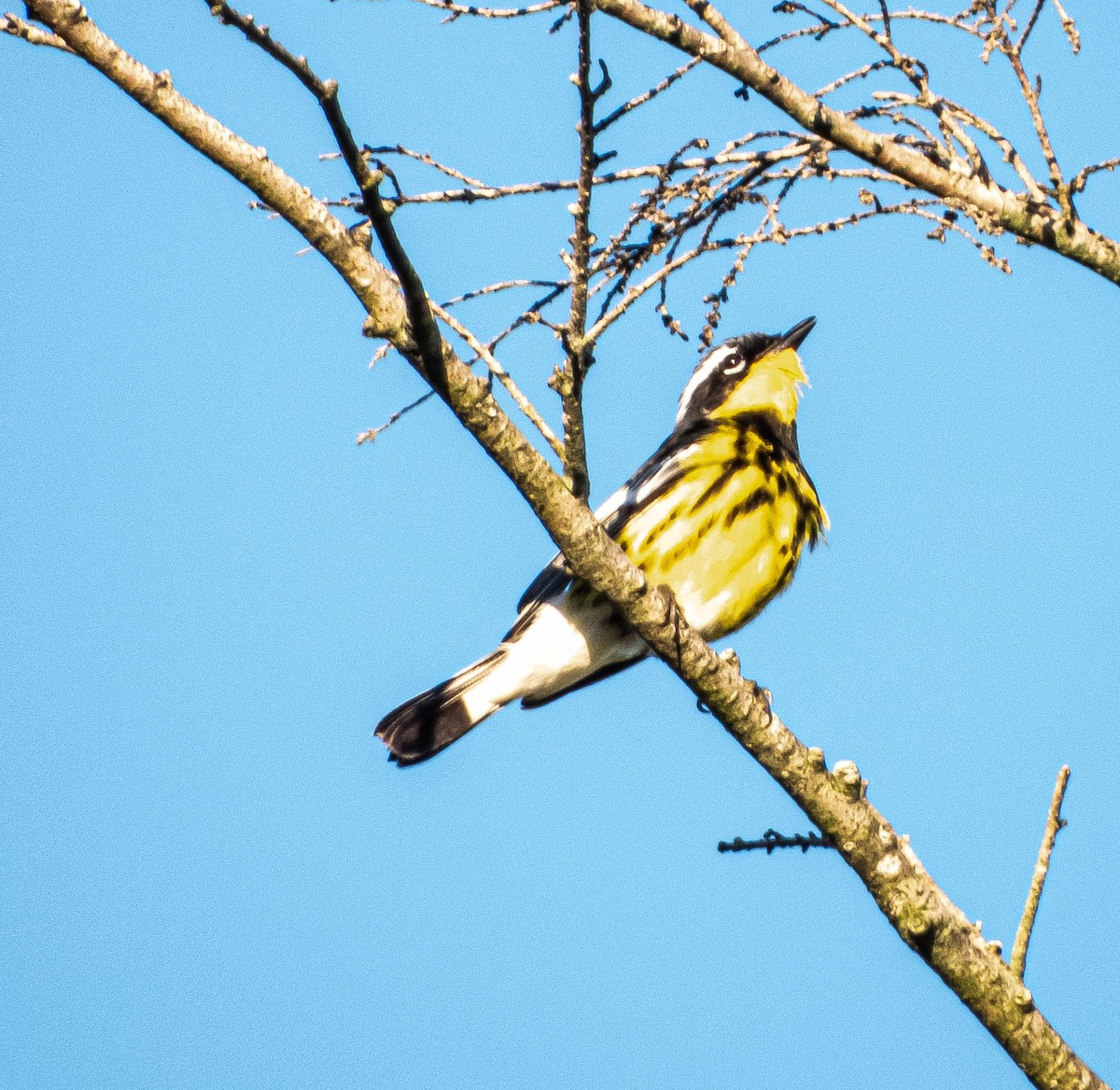 Magnolia Warbler - ML620269998