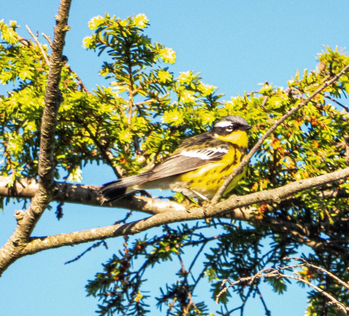 Magnolia Warbler - ML620270002