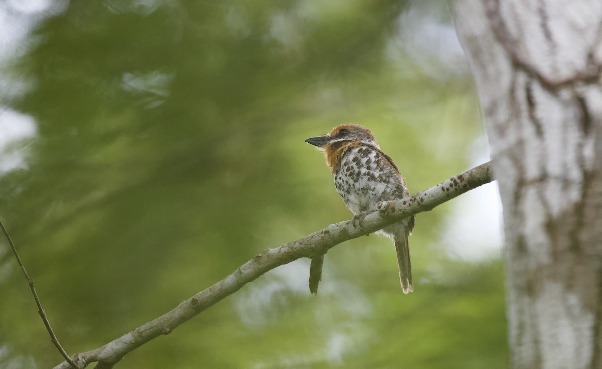 Spotted Puffbird - ML620270009