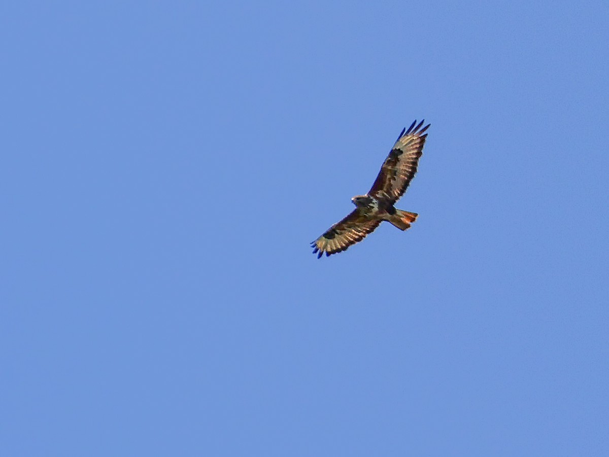 Common Buzzard - ML620270011