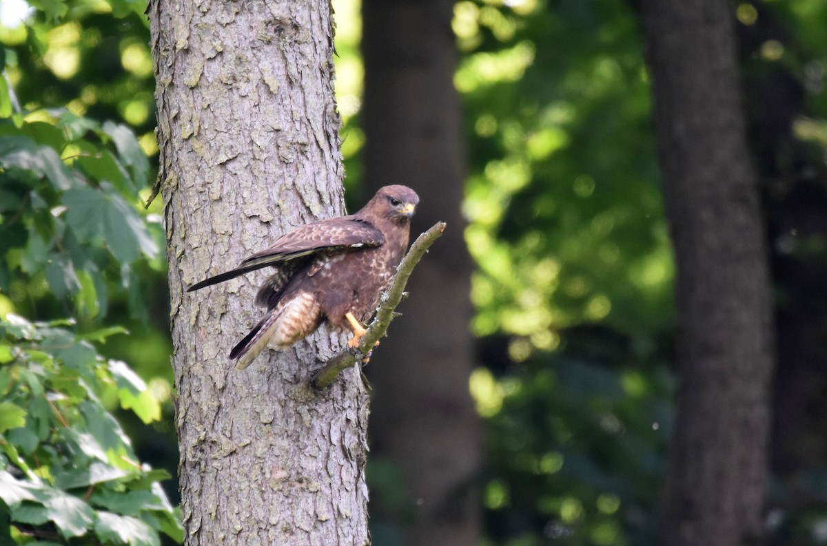 Common Buzzard - ML620270016