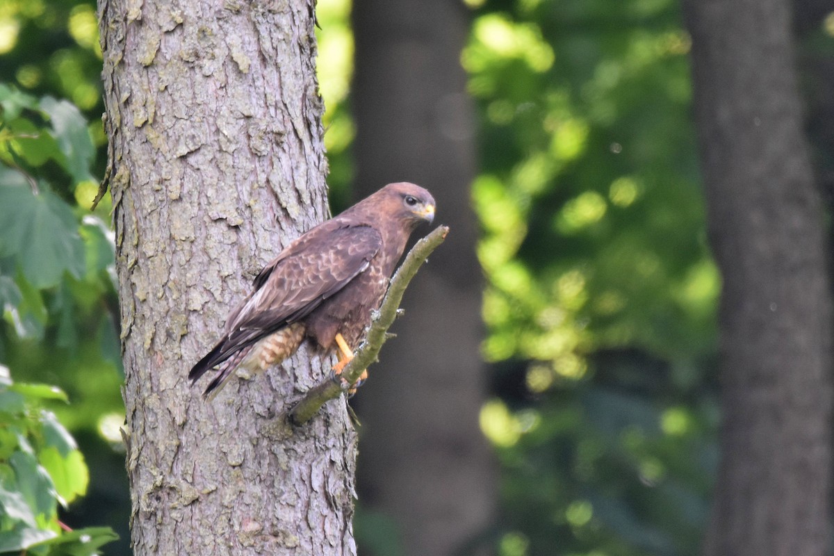 Common Buzzard - ML620270017