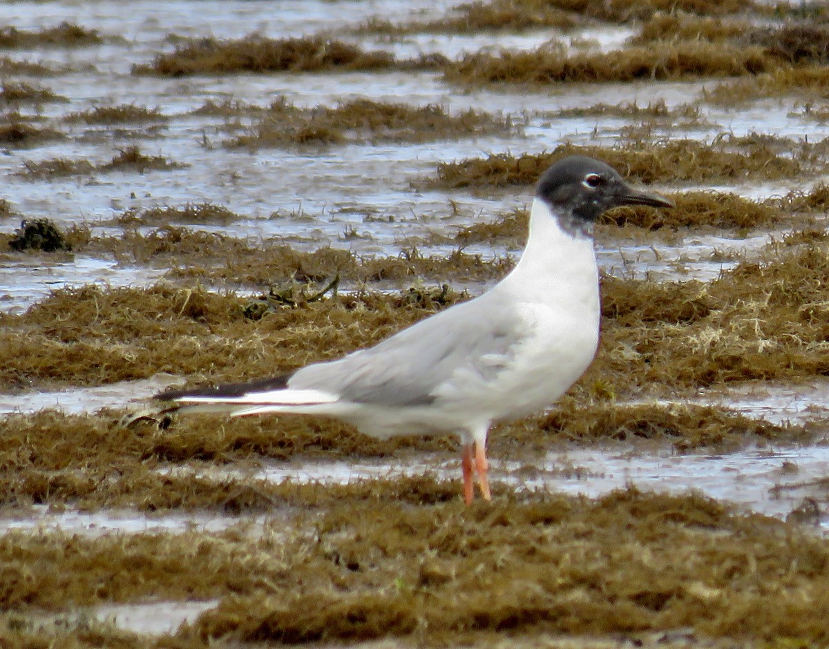 Bonaparte's Gull - ML620270018