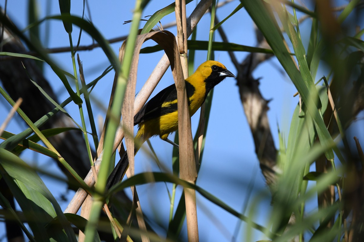 Oriole à queue jaune - ML620270019