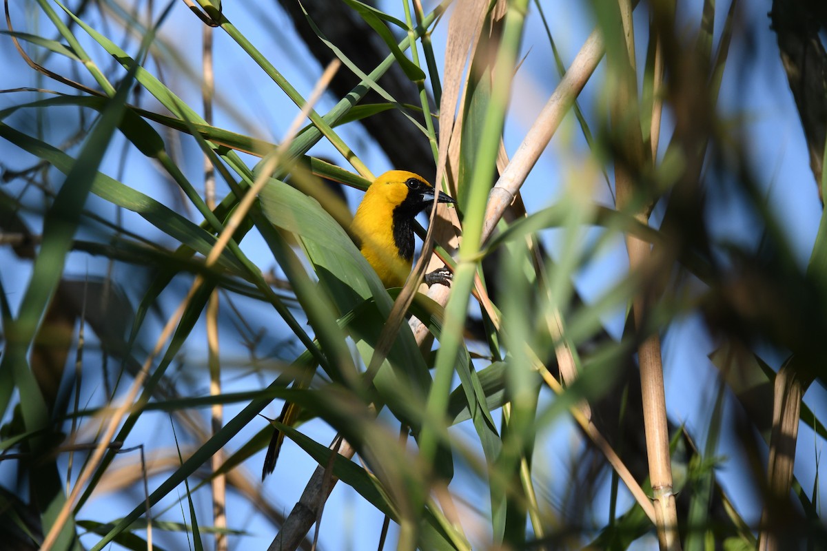Yellow-tailed Oriole - ML620270020