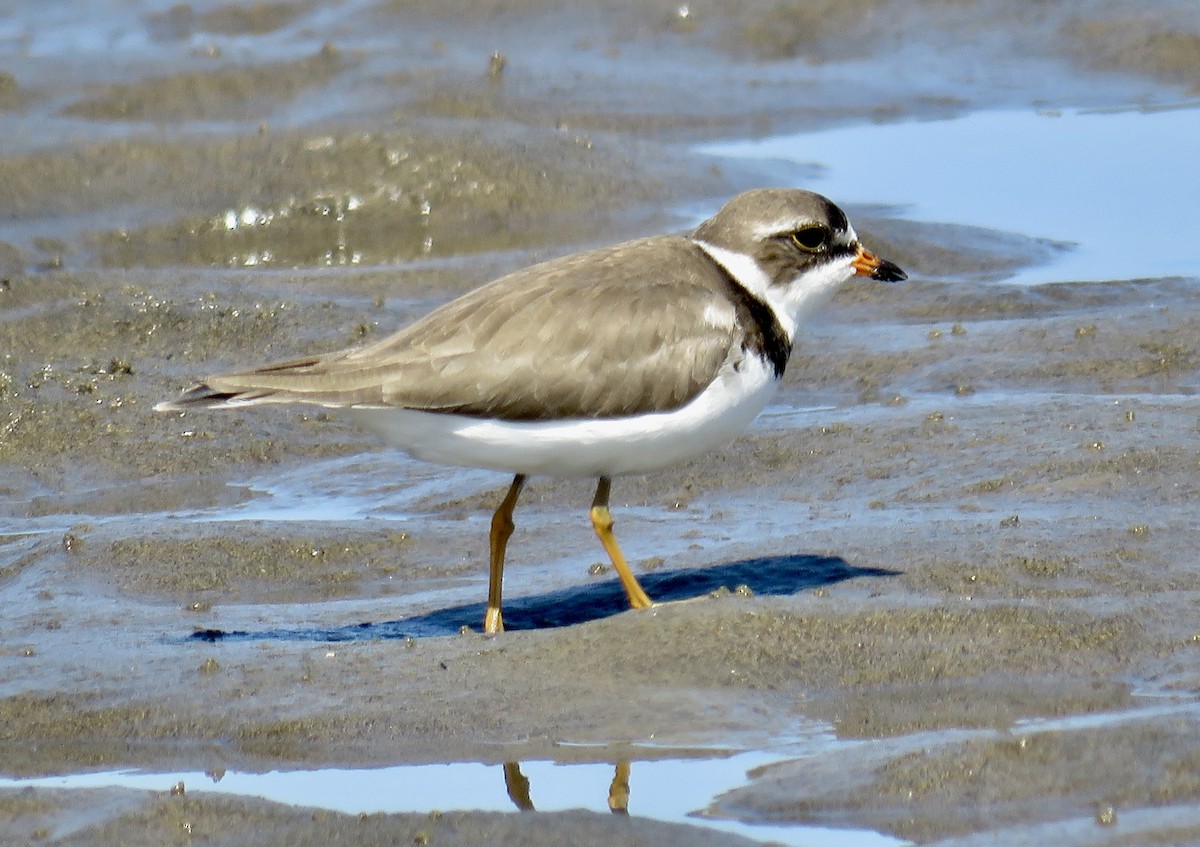 Semipalmated Plover - ML620270022
