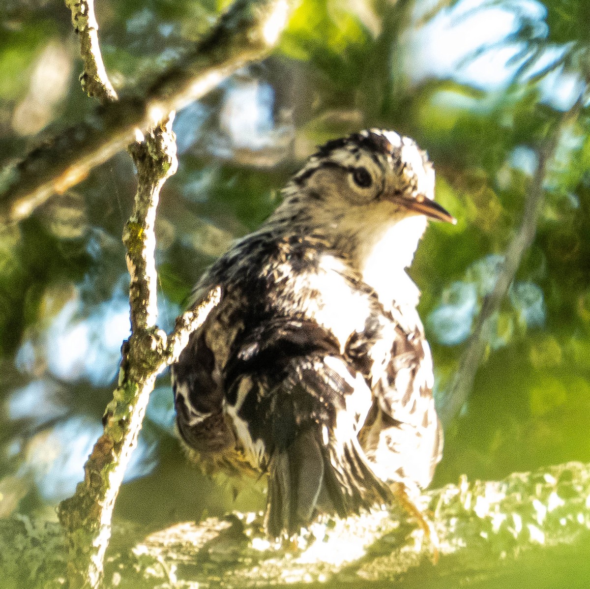 Black-and-white Warbler - ML620270026