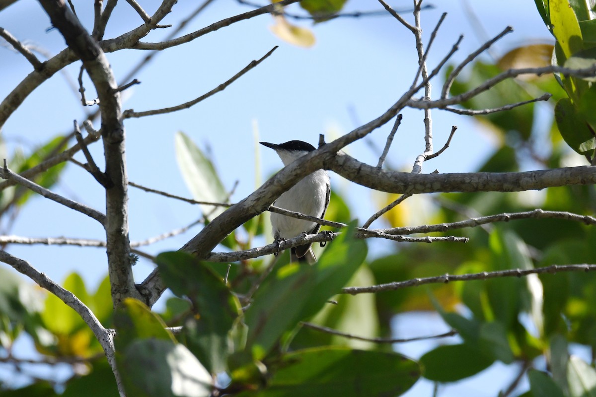 Yucatan Gnatcatcher - ML620270027